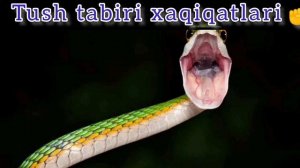 Tushda ilon koʻrish yaxshilikkami? Тушда илон кўрсангиз нима бўлишин билиб олинг туш табири
