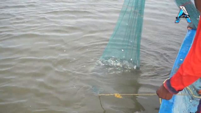 Fishing nets at the seashore large large Fish mostly attached to the net смотреть онлайн