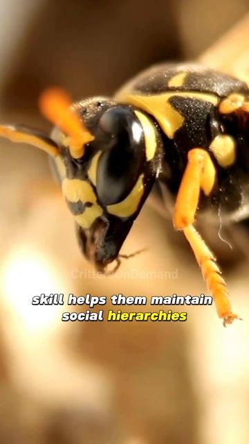Wasps have recognized faces long before computers #wasp #insects #naturelovers смотреть онлайн