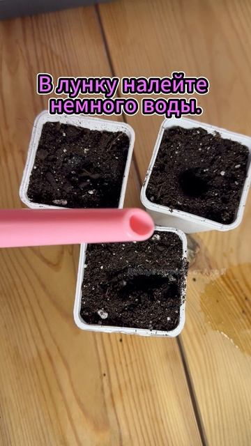 КАК ПРОВЕСТИ ПИКИРОВКУ ПЕТУНИИ ??? смотреть онлайн