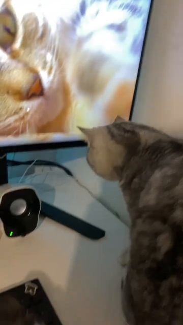 Почему котёнок так реагирует? ❤️ смотреть онлайн