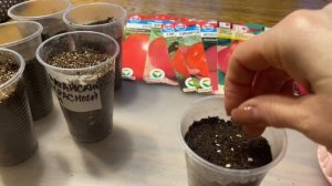 ТОМАТЫ СЕЮ ПРОСТЫМ СПОСОБОМ, результат всегда отличный!