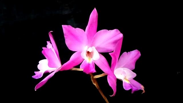 Laelia Gouldiana