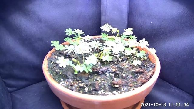 Mimosa pudica Timelape смотреть онлайн
