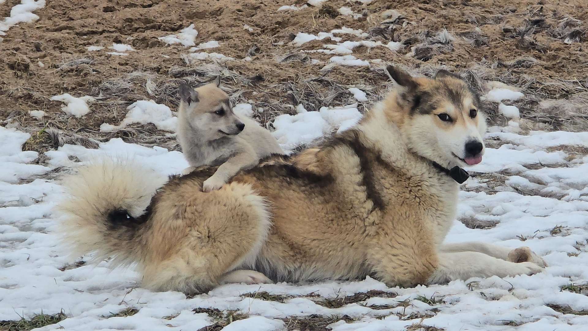 Щенки в истерике