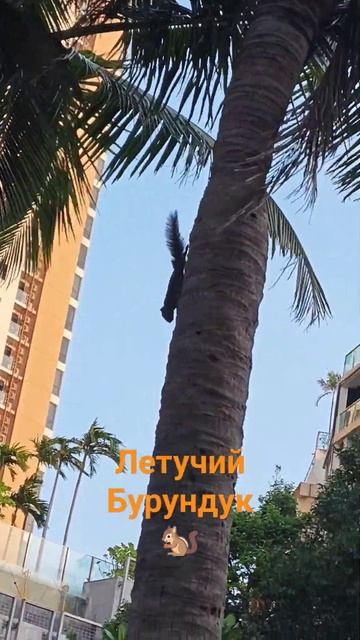 #летучий #бурундук #пальма #2024 #паттайя #pattaya #thailand #тайланд🐿😎 смотреть онлайн