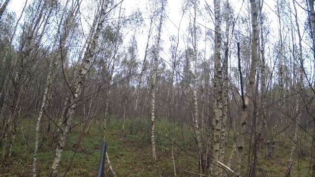 на вальдшнепа с курцхааром смотреть онлайн