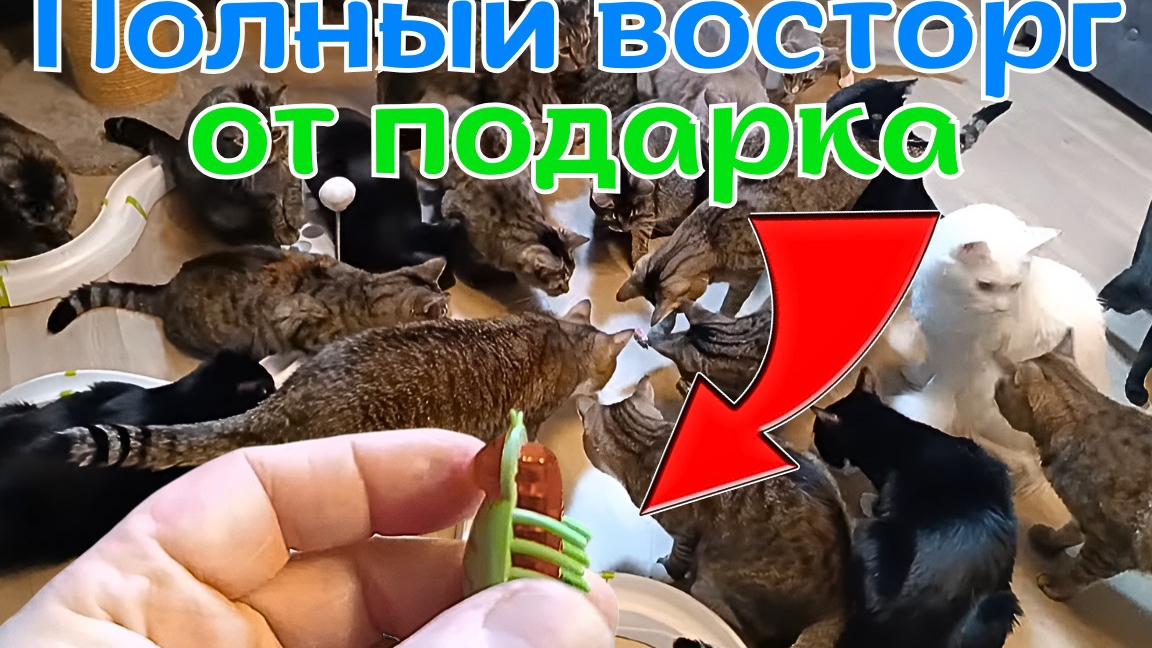 Полный восторг от подарка. смотреть онлайн