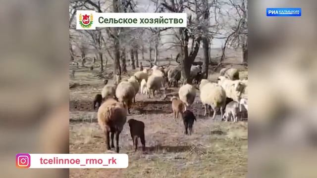 В Целинном районе идет подготовка к расплодной кампании