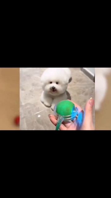 Электронный интерактивный мяч для кошек из силикона смотреть онлайн