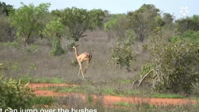 EP 5 the end รวบรวมสัตว์แปลกที่ยังมีชีวิตอยู่ในปัจจุบันจากทั่วโลก смотреть онлайн