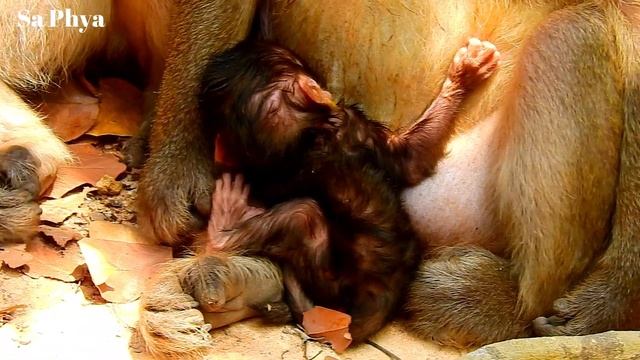 Big Congrats! Leyla Just Give Birth, Newborn Lyric Breast First Milk, Newborn Still Weakness &Sleep