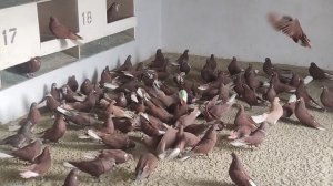 Николаевские красные белохвостый голуби