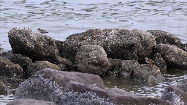 Камнешарки (лат. Arenaria interpres) / Turnstones / キョウジョシギ смотреть онлайн