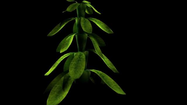 "SKIN PEOPLE" 3D ASSETS - TROPICAL FOLIAGE: "HANGER" смотреть онлайн