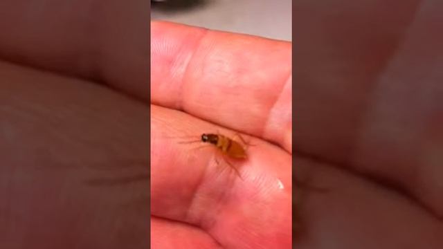 Ручной таракан.)) pet cockroach. смотреть онлайн