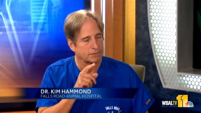 Dr. Kim brings adoptable kitty, answers questions смотреть онлайн