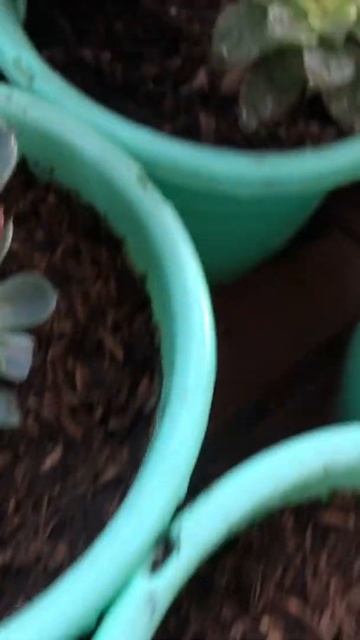 Mis suculentas en invierno 😀 смотреть онлайн