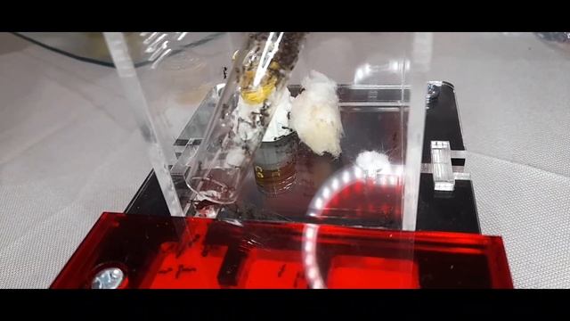 Tetramorium Caespitum, De Mudanza a su Nueva Casa. смотреть онлайн