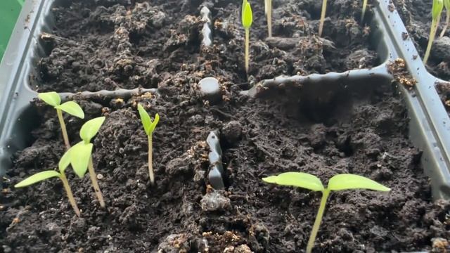 РАССАДА ВЫРОСЛА смотреть онлайн