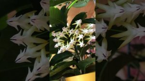 💚Хойя Мультифлора✨🌿