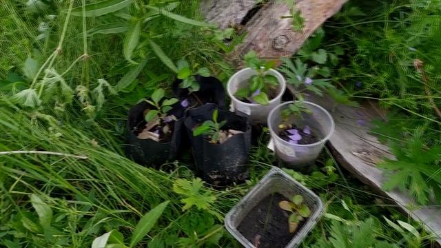 Айва японская или хеномелес - посадка семенами смотреть онлайн