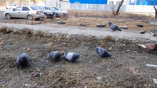 1 апреля 2020 г.(2) смотреть онлайн