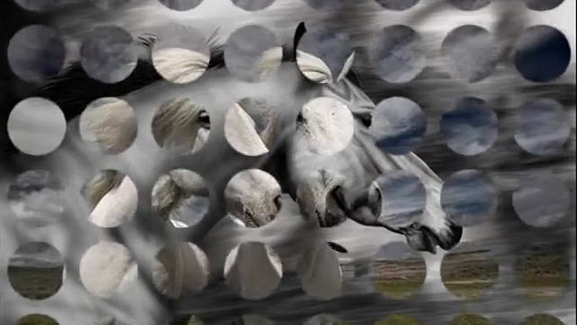 Лошади любят свободу смотреть онлайн