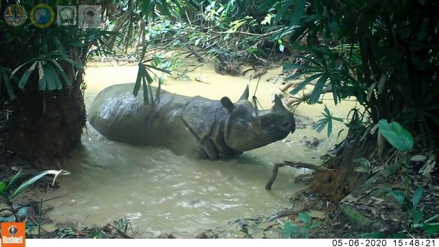 Rare Javan Rhino Rolling in the Mud смотреть онлайн