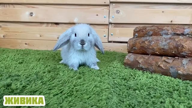 Живика Карликовый кролик девочка смотреть онлайн