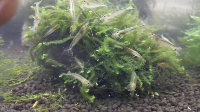 Caridina japonica - Kreveta Japonská смотреть онлайн
