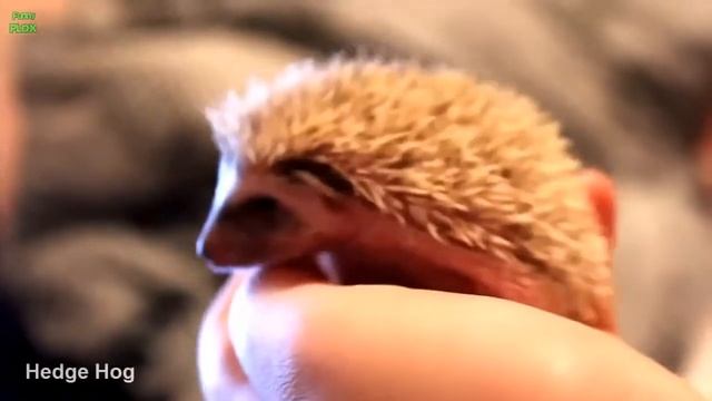 Забавные Животные смотреть онлайн