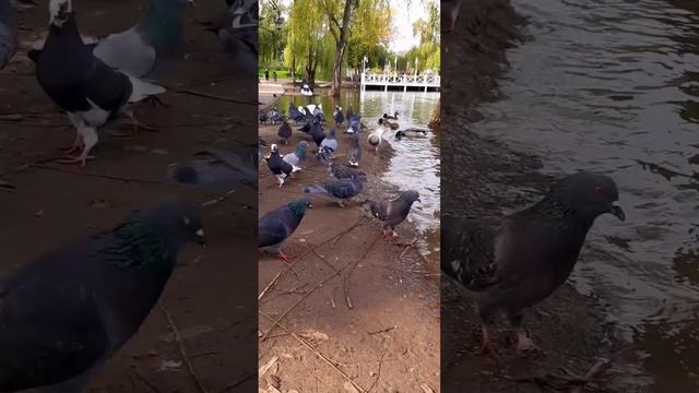 Осень пришла ... смотреть онлайн