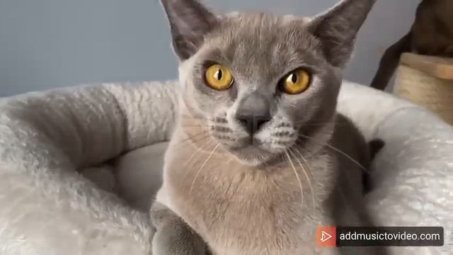 Aldis Venerio смотреть онлайн