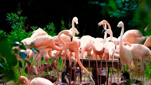 Free 4K Stock Footage Flamingo
