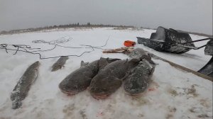 (48). Рыбалка на Енисее. Отличная проверка перемёта. 18.01.2022