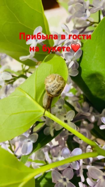 🐌 #весна #растения #песня #дети #крым #лето #море #сезон #лето2024 #сирень смотреть онлайн