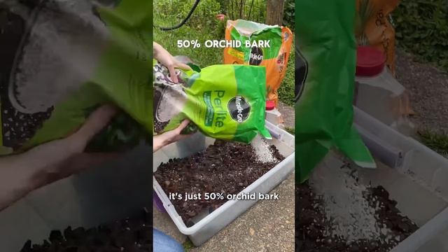 Part 7: Chop and Prop ✂️| Old Mother Albo #monsteraalbo #monstera #houseplants #propagation смотреть онлайн