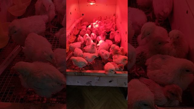 Александр Владимирович