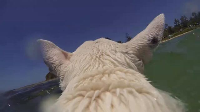 Bull Terrier Cam 4 смотреть онлайн