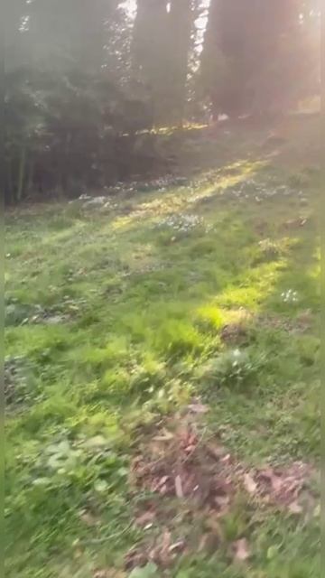 Ялта 💖💖💖 Подснежники 😃 смотреть онлайн