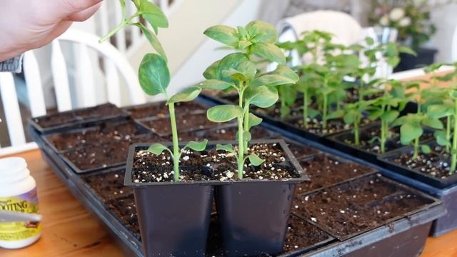 Propagating Snapdragons from Cuttings // Pinching Snapdragons for Free Plants // Northlawn смотреть онлайн