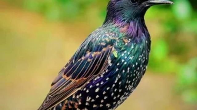 Скворец//С.В.Михалков смотреть онлайн