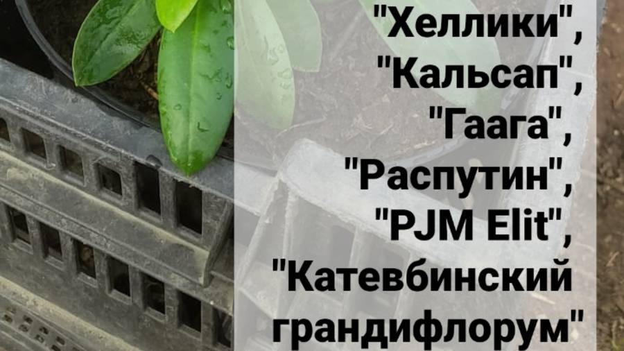 Рододендроны