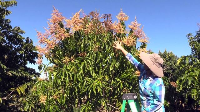 Two Types of Mixed Mango Bloom смотреть онлайн