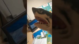 Акулы открывает бумажные сюрпризы .акула перчатка   а ещё акула пробует Энергетик