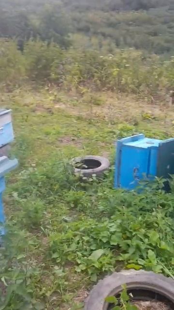 Нападение на пасеку.Медведь или кабан смотреть онлайн