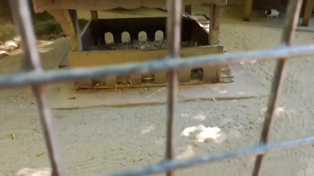 Морские свинки и кролик смотреть онлайн