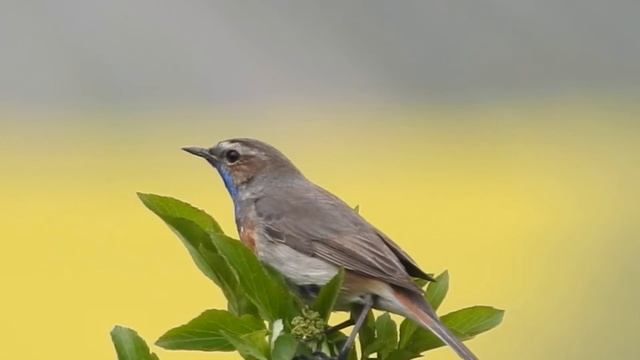 Blaukehlchen singt. Offsteiner Klärteiche. смотреть онлайн