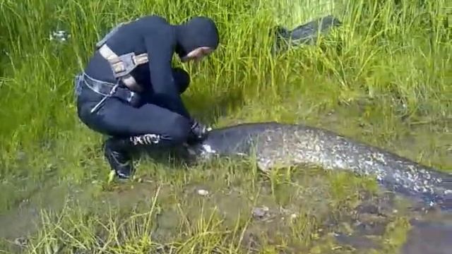 Подводная охота в Полоцке на сома!